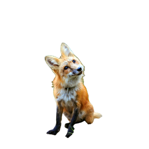 Orange Fox – cat PNG with transparent background