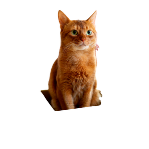 Orange Tabby Cat In Brown Cardboard Box – cat PNG with transparent background