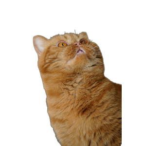 Orange Tabby Cat In Close Up Photography – cat PNG with transparent background