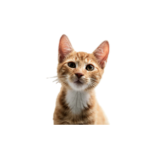 Orange Tabby Cat In White Background - Cat PNG image with transparent background