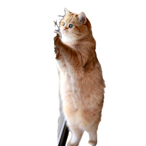 Orange Tabby Cat Leaning On Glass Slide Door – cat PNG with transparent background