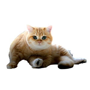 Orange Tabby Cat Lying Near Window – cat PNG with transparent background