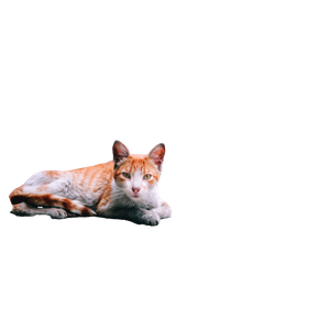 Related cat image: Orange Tabby Cat Lying On Floor