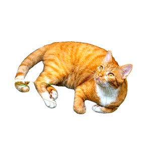 Orange Tabby Cat Lying On Ground - Cat PNG image with transparent background