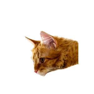 Orange Tabby Cat Lying On White Textile – cat PNG with transparent background