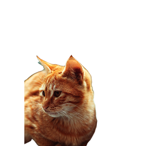 Orange Tabby Cat Near Calico Cat – cat PNG with transparent background