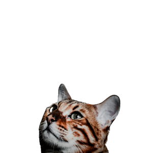 Orange Tabby Cat On Black Table - Cat PNG image with transparent background