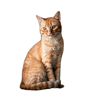 Orange Tabby Cat On Black Textile - Cat PNG image with transparent background