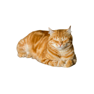 Orange Tabby Cat On Brown Parquet Floor