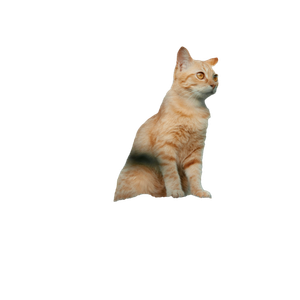 Orange Tabby Cat On Brown Tree Trunk - Cat PNG image with transparent background