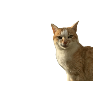 Orange Tabby Cat On Brown Wooden Fence During Daytime