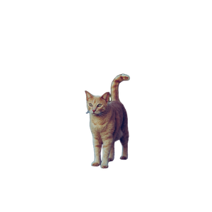 Orange Tabby Cat On Gray Asphalt Road During Daytime