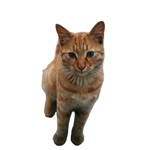 Orange Tabby Cat On Gray Concrete Floor