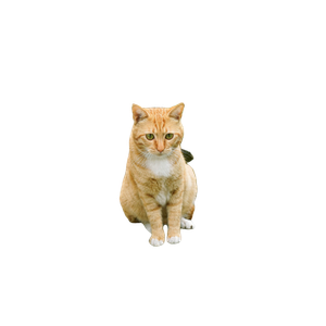 Orange Tabby Cat On Gray Floor