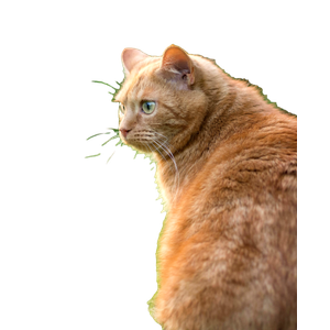 Orange Tabby Cat On Green Grass - Cat PNG image with transparent background
