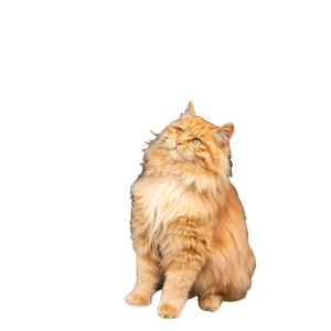 Orange Tabby Cat On Ground – cat PNG with transparent background