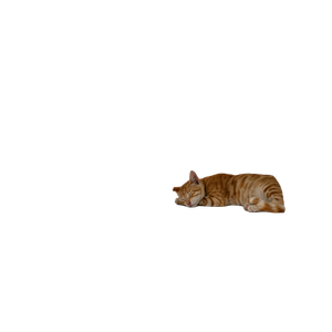 Orange Tabby Cat On White Cat Cave