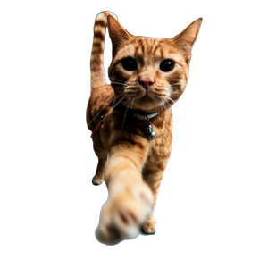 Orange Tabby Cat On White Floor – cat PNG with transparent background