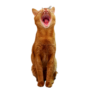 Orange Tabby Cat On White Table - Cat PNG image with transparent background