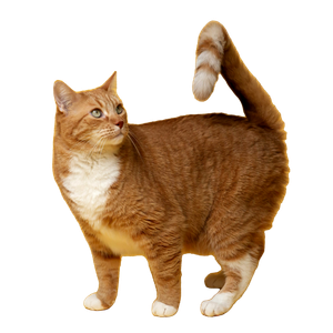 Cat PNG image: Orange Tabby Cat On Yellow Surface - transparent background