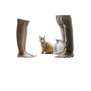 Cat PNG image: Orange Tabby Cat Sitting Between Standing Man And Woman Inside Room - transparent background