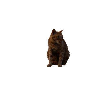 Orange Tabby Cat Sitting On Bay - Cat PNG image with transparent background