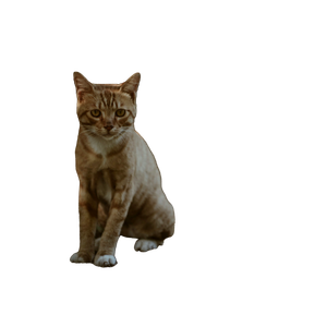 Orange Tabby Cat Sitting On Ground - Cat PNG image with transparent background