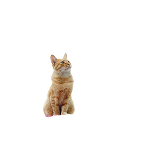 Cat PNG image: Orange Tabby Cat Sitting On Red Textile - transparent background