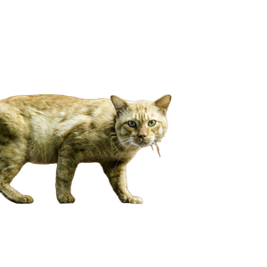 Orange Tabby Cat Walking On Concrete Wall - Cat PNG image with transparent background