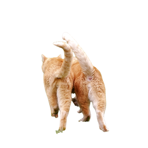 Orange Tabby Cat Walking On Green Grass During Daytime - Cat PNG image with transparent background