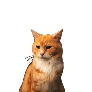 Orange Tabby Cat With Black Background - Cat PNG image with transparent background