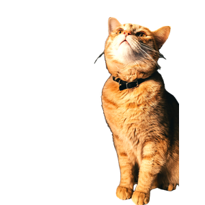 Orange Tabby Cat With Black Collar - Cat PNG image with transparent background