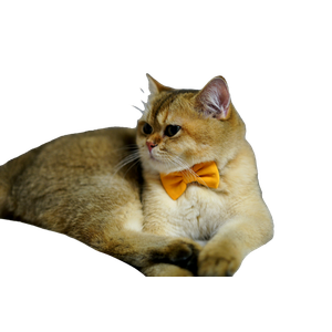 Cat PNG image: Orange Tabby Cat With Red Bowtie Sitting On Brown Textile - transparent background
