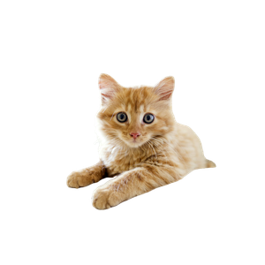 Orange Tabby Kitten On White Table – cat PNG with transparent background