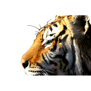 Orange Tiger - Cat PNG image with transparent background