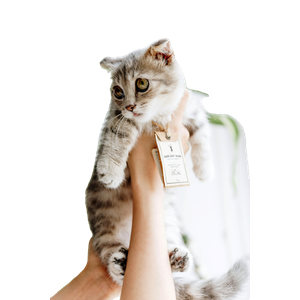 Cat PNG image: Person Holding Cat - transparent background