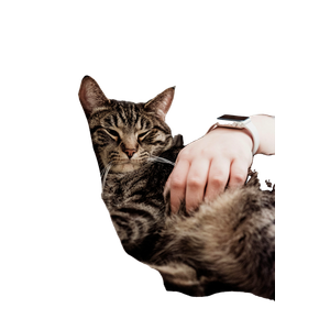 Cat PNG image: Person Holding Gray Tabby Cat While Lying On Bed - transparent background
