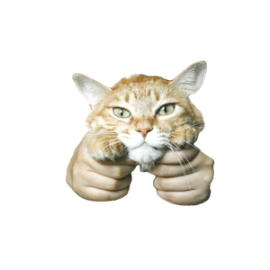 Person Holding Orange Tabby Cat - Cat PNG image with transparent background