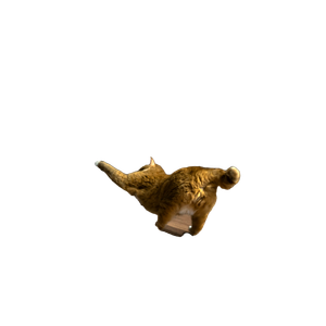 Cat PNG image: Person Standing In Front Of Orange Cat - transparent background