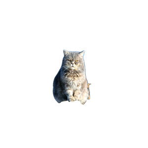 Related cat image: Person Taking Photo Of Grey Cat Standing On Wooden Fence During Daytime