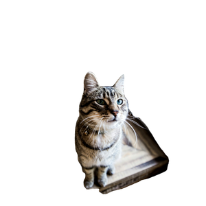 Cat PNG image: Pet Cat Sitting On Tabl - transparent background
