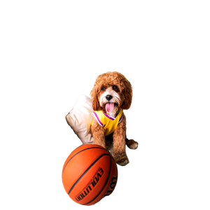Pet Dog Laying On Sofa – cat PNG with transparent background