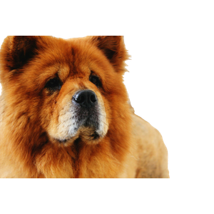 Photo Of Adult Brown Chow Chow – cat PNG with transparent background