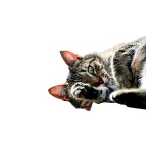 Cat PNG image: Photo Of Brown Tabby Cat Lying On Brown Wooden Planks - transparent background
