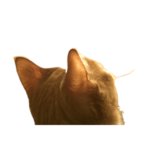 Cat PNG image: Photo Of Orange Tabby Cat Looking At Window - transparent background