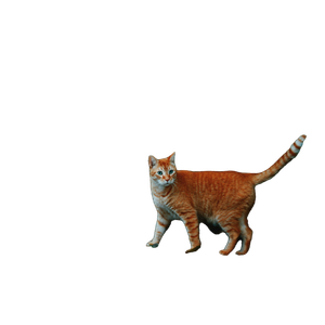 Photo Of Orange Tabby Cat Near Plant - Cat PNG image with transparent background