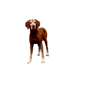 Photo Of Short Coated Brown Dog Surrounded By Flowers – cat PNG with transparent background