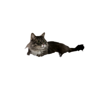 Cat PNG image: Photo Of Short Haired Black Cat On Foam - transparent background