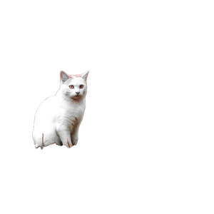 Photo Of White Cat On Brown Grass - Cat PNG image with transparent background
