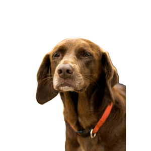 Photography Of Dog – cat PNG with transparent background
